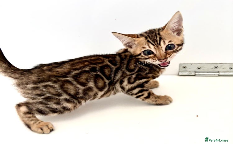 Bengal cats - Advert 1