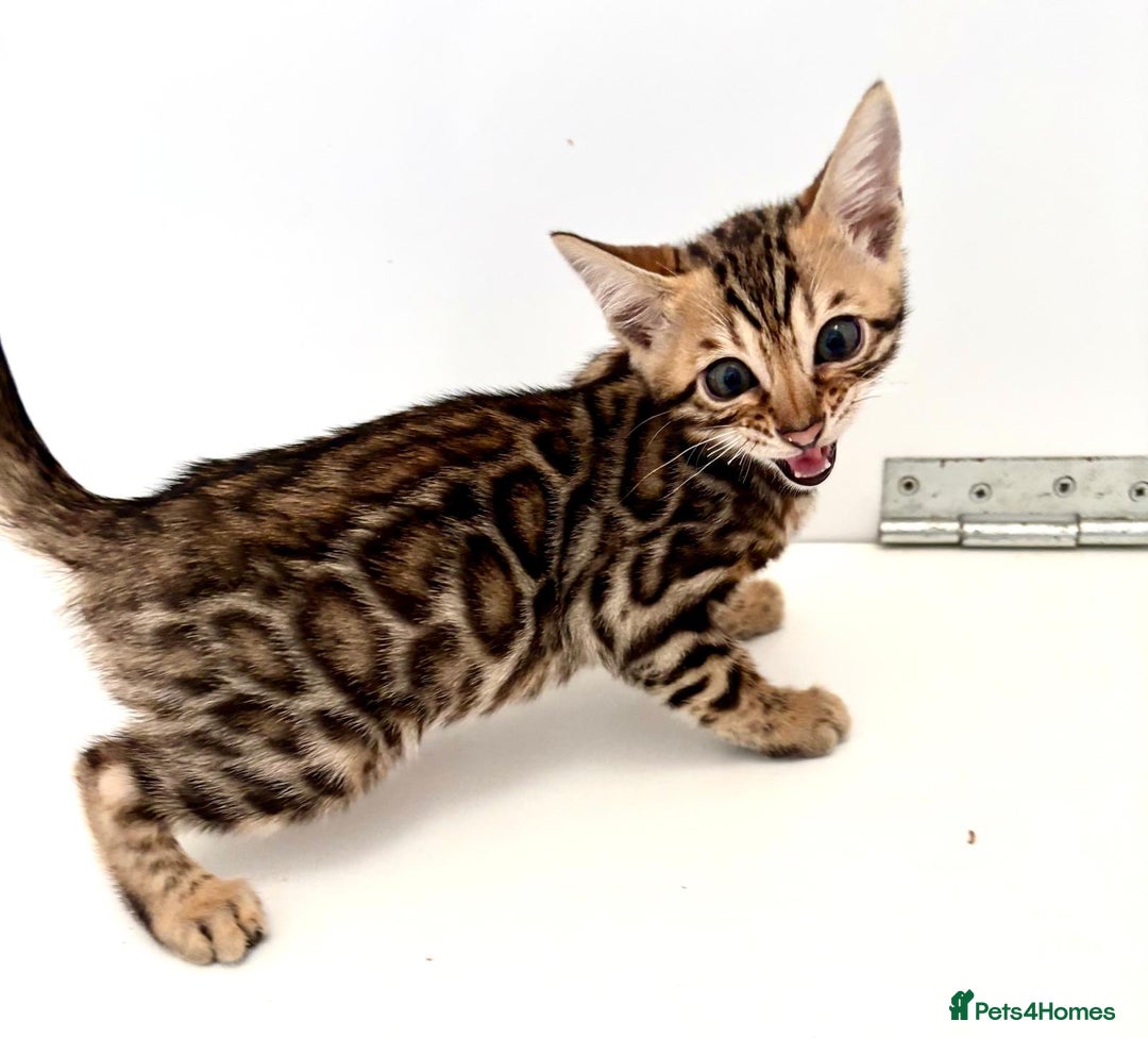 Bengal cats for sale: Brown rosetted male bengal kittens, TICA reg - Image 1
