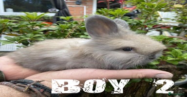 Angora rabbits - Advert 13