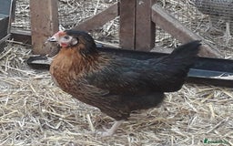 Chickens poultry for sale: Coloured hybrids pullets all female  - Image 2
