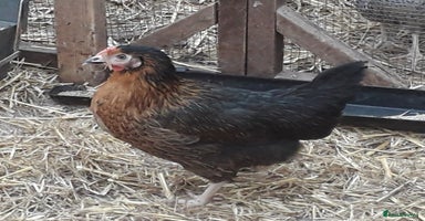 Chickens poultry - Advert 5