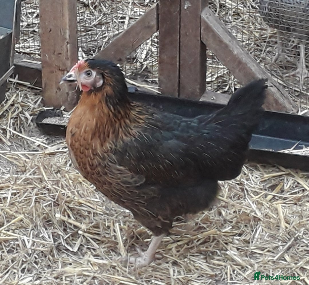Chickens poultry for sale: Coloured hybrids pullets all female  - Image 2