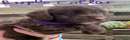 Mixed Breed dogs for sale: Cockerjackapoo in Neath - Advert 5