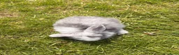 Mini Lop rabbits for sale: ⭐️ READY ⭐️ Beautiful mini lops - Advert 5