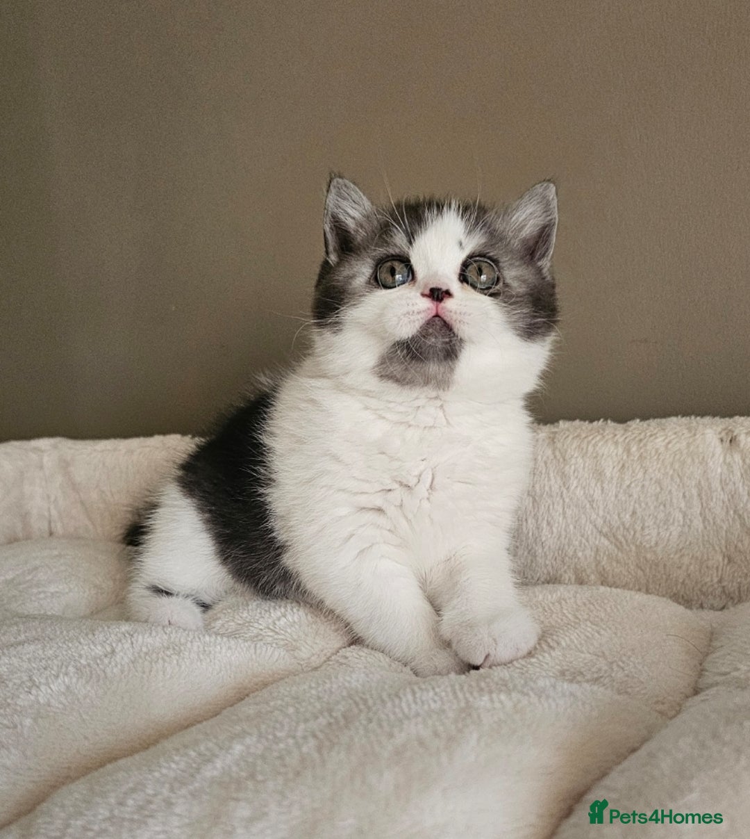 British Shorthair cats for sale: ✨SUPER CUDDLY BOY ✨ Total lap cat ✨ Rare colour ✨ in Biggleswade - Image 12