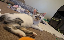 Domestic Shorthair cats for adoption: Bonded sibling pair of kittens to rehome together - Image 6