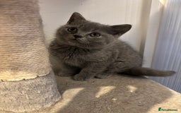 British Shorthair cats for sale: 💙GCCF MALE BSH KITTENS OUTSTANDING CHAMPION LINES - Image 24