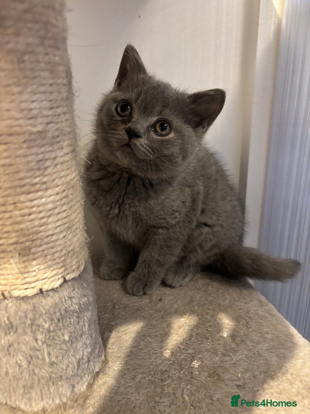 British Shorthair cats for sale: 💙GCCF MALE BSH KITTENS OUTSTANDING CHAMPION LINES - Image 24