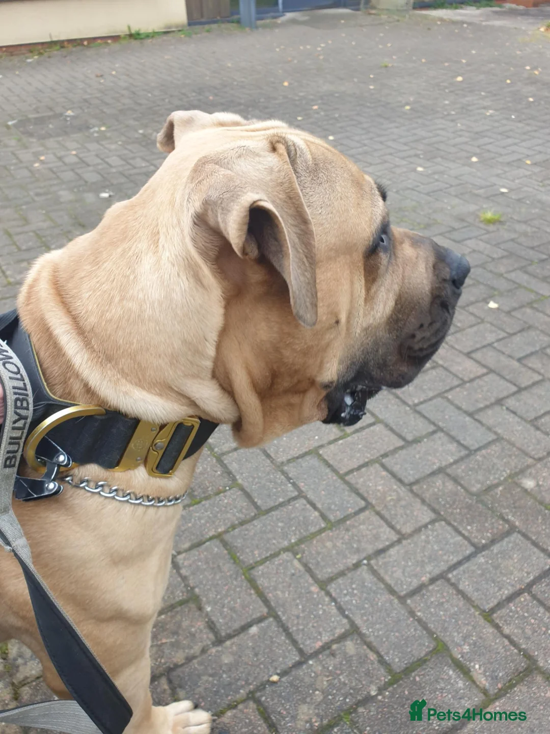 Boerboel dogs for sale: South African boerboel in Sanquhar - Advert 2