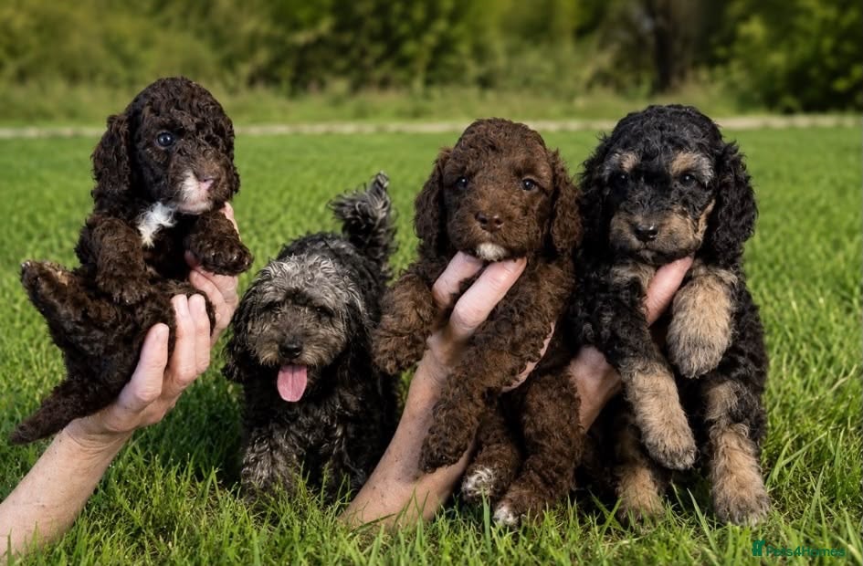 Cockapoo dogs F1B cockapoo puppies 2 boys 1 girl  - Advert 1