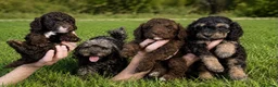 Cockapoo dogs for sale: F1B cockapoo puppies 2 boys 1 girl  - Advert 1