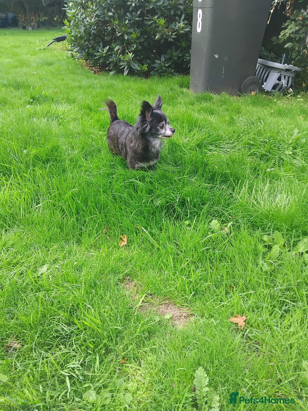 Pomchi dogs for sale: Beautiful tiny chihuahua girl - Advert 2