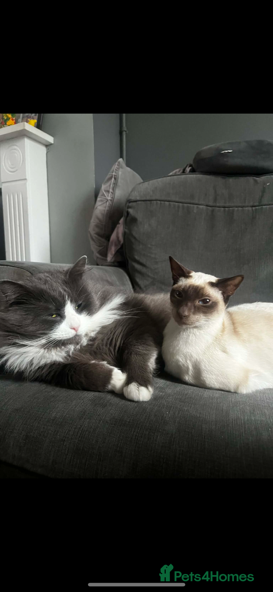 Siamese cats Siamese mix RagaMuffin kittens  - Advert 1