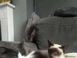 Siamese cats Siamese mix RagaMuffin kittens - Advert 1