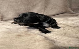 Cockapoo dogs for sale: •F1B Cockapoo Pups - Black & Tan - Ready 19th Dec• - Image 22