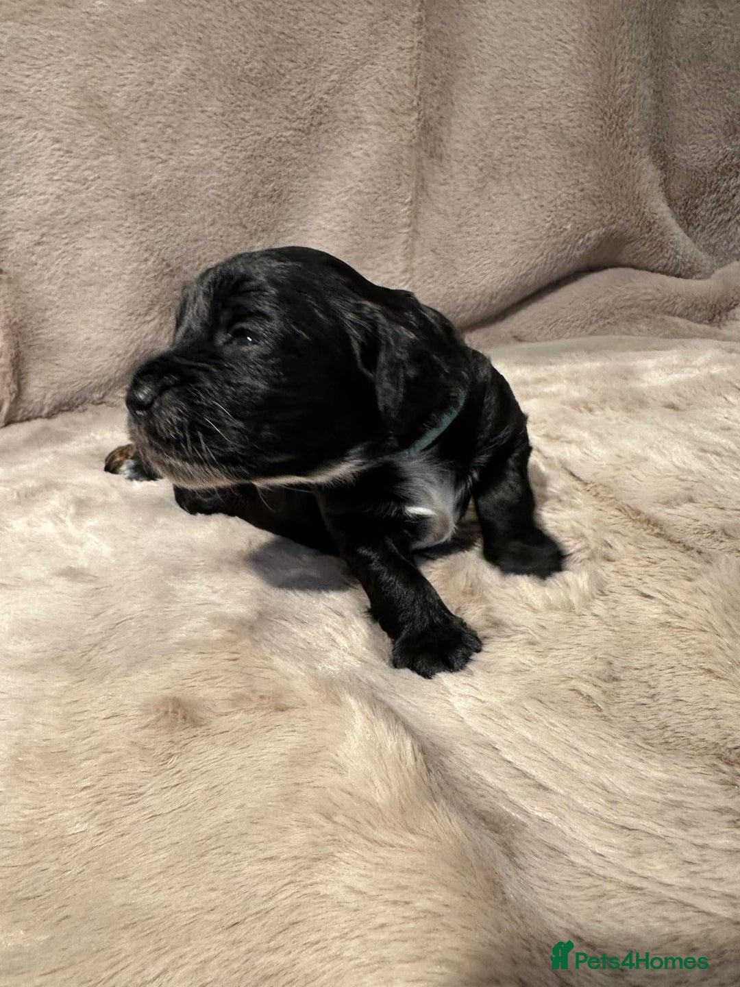 Cockapoo dogs for sale: •F1B Cockapoo Pups - Black & Tan - Ready 19th Dec• - Image 22