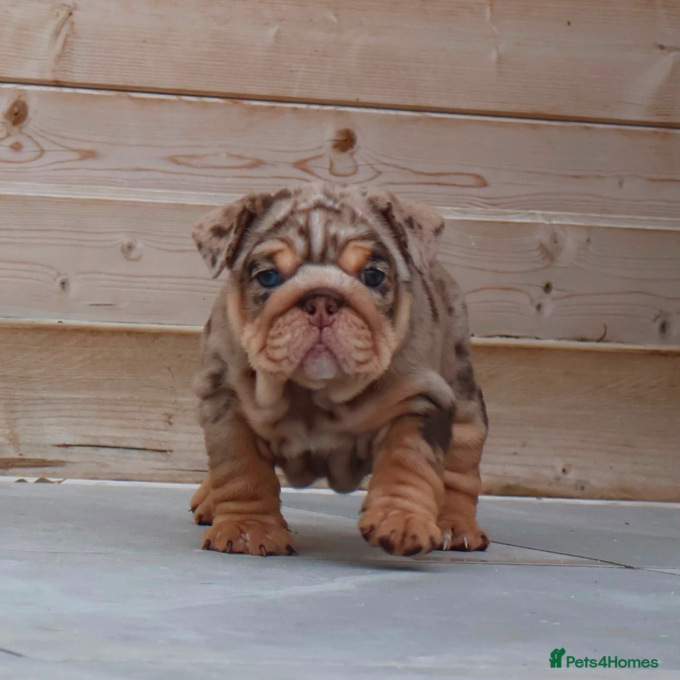 English Bulldog dogs Last girl left and reasy to leave  - Advert 2