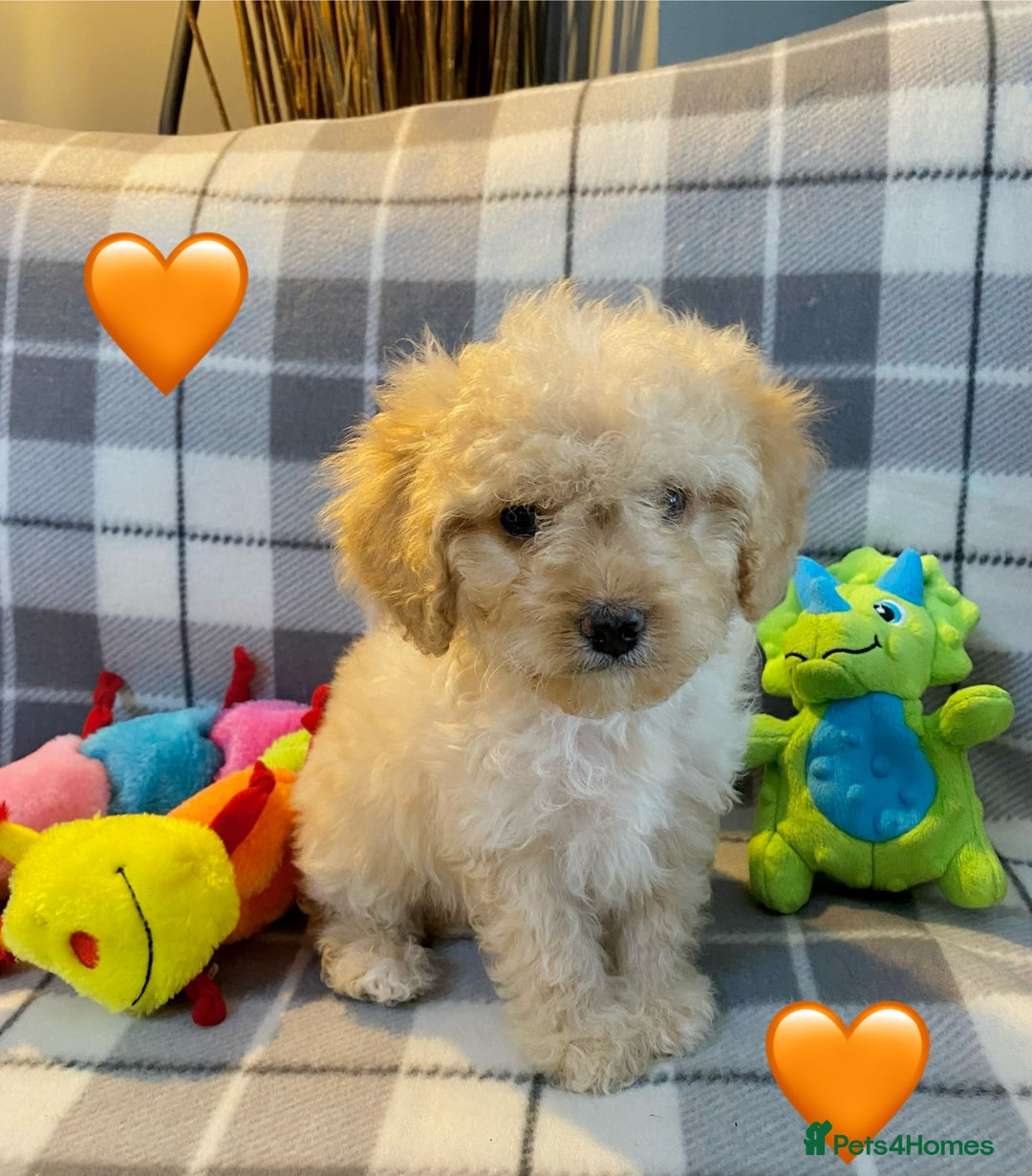 Cavapoo dogs for sale: 💖 Top Quality F1B Cavapoo Puppies DNA TESTED 💖 - Image 13