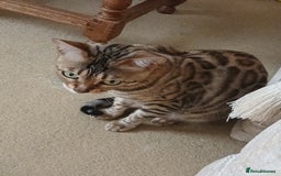 Bengal cats for sale: TICA Female Bengal HCM Tested Clear, Health-tested - Image 2