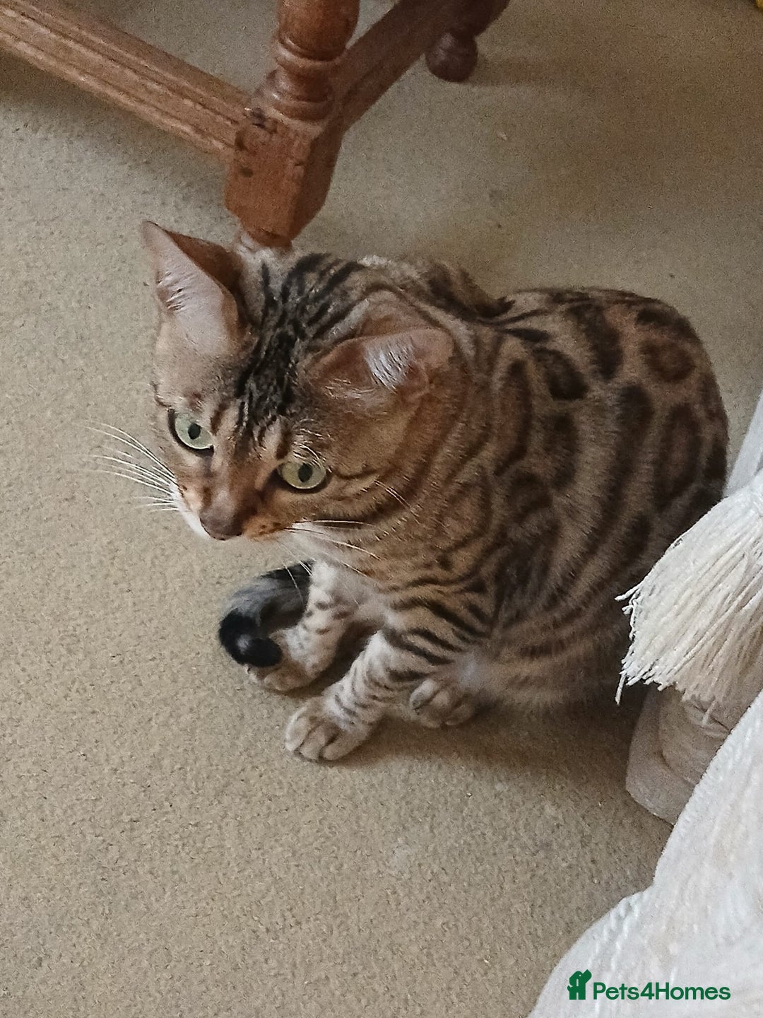 Bengal cats for sale: TICA Female Bengal HCM Tested Clear, Health-tested - Image 2
