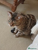 Bengal cats - Advert 10