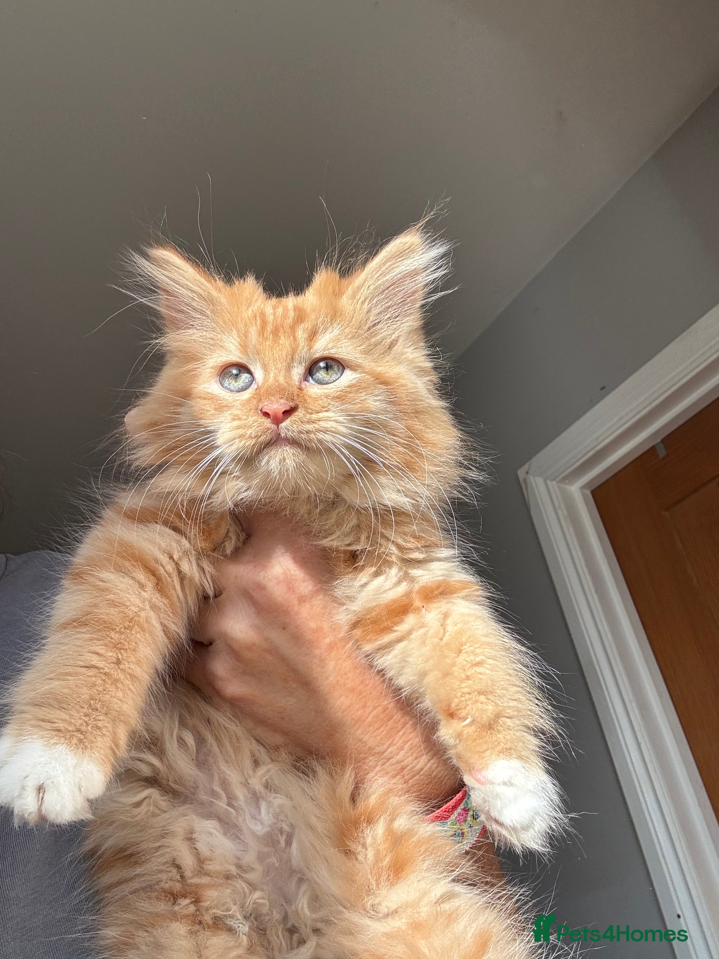 Mixed Breed cats Stunning maine coon cross red girls - Advert 2