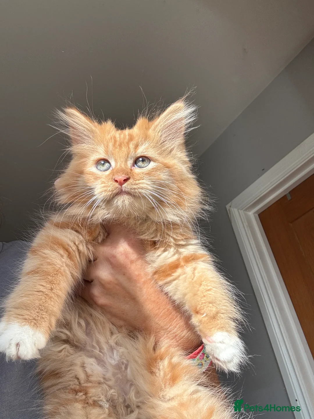 Mixed Breed cats for sale: Stunning maine coon cross red girls - Advert 2