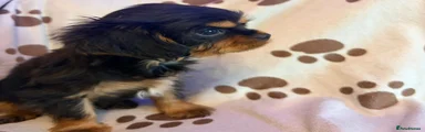 Cavalier King Charles Spaniel Puppy 1
