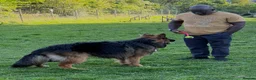 German Shepherd dogs for stud: Long Haired Black & Tan GSD Stud  - Advert 9