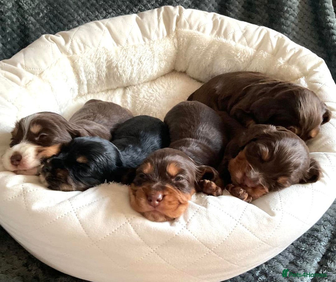 Cocker Spaniel dogs for sale: Extensively Health tested cocker spaniels Puppies  - Advert 12