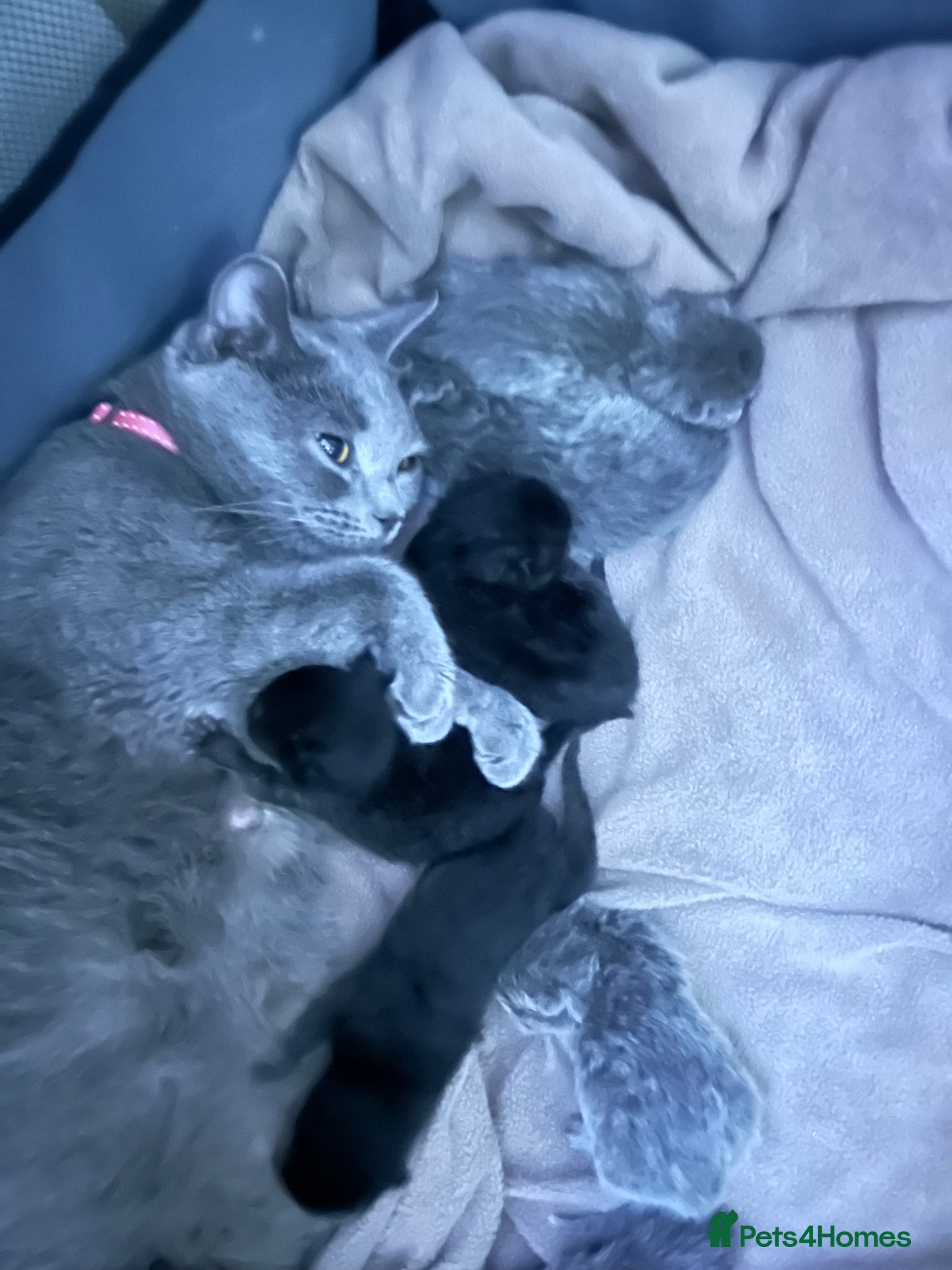 British Shorthair cats for sale: 5 British shorthair kittens  - Advert 26