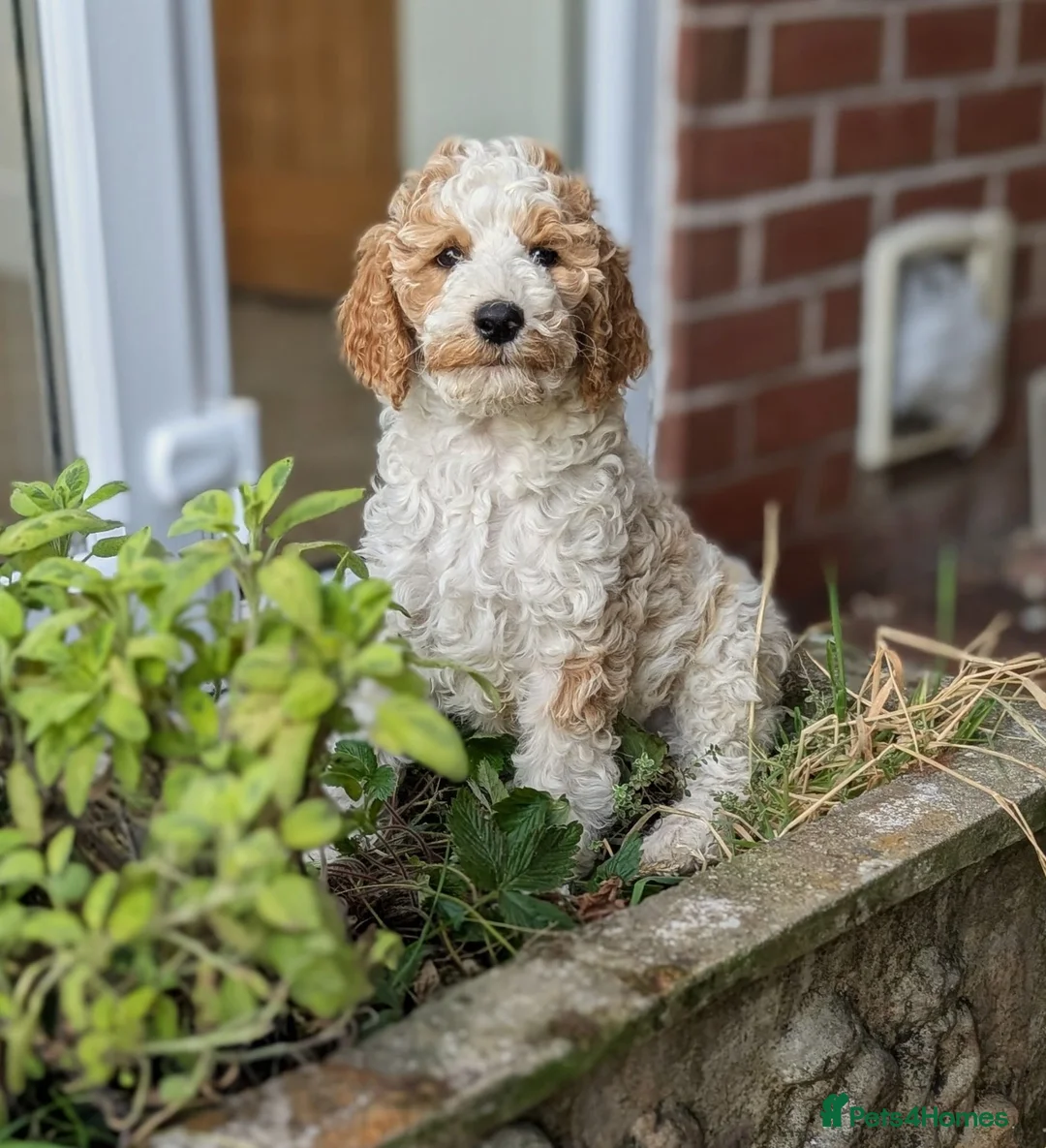 Goldendoodle dogs for sale: 🐾 Beautiful Standard Goldendoodle Puppies 🐾 - Advert 1