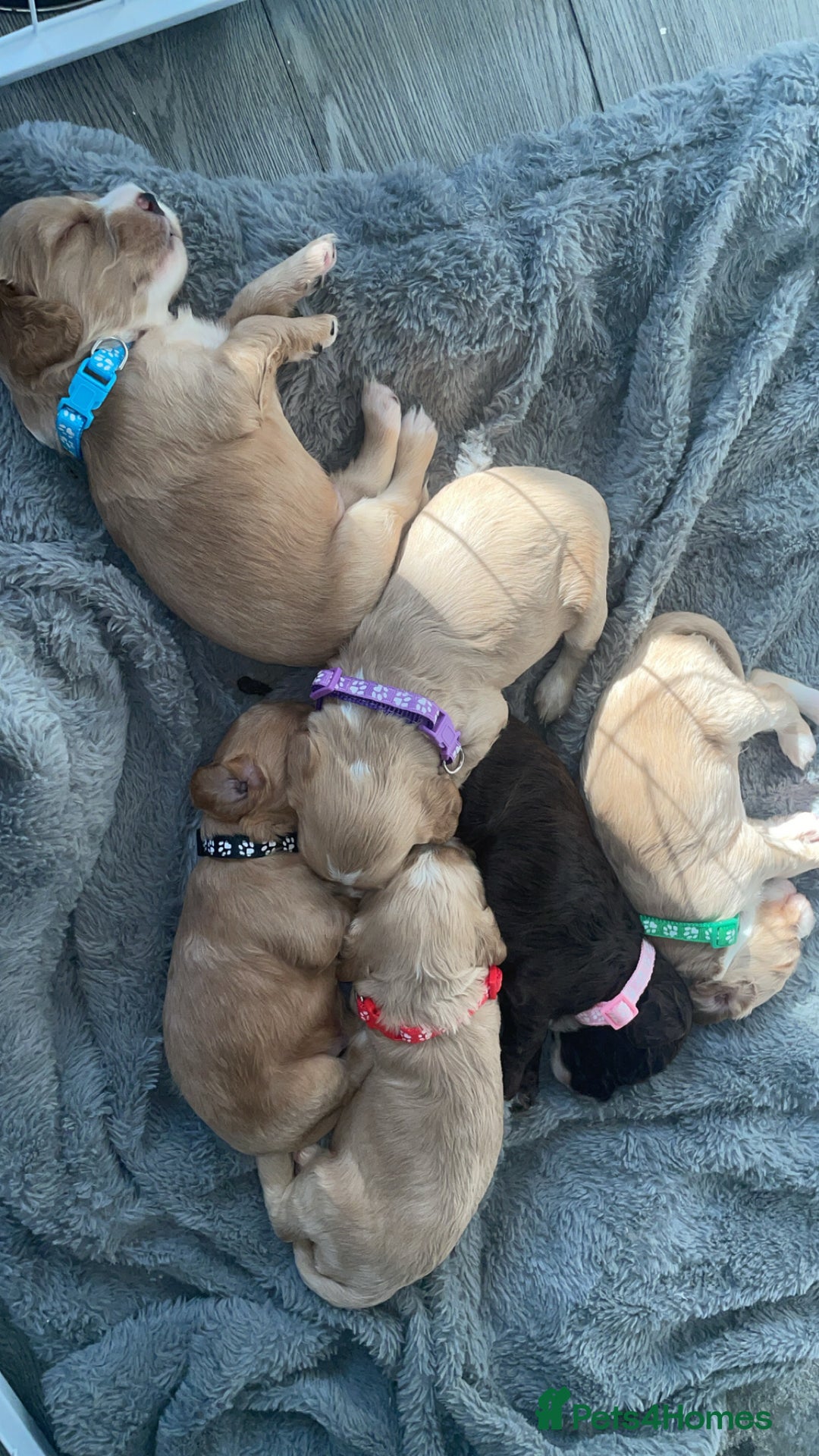 Mixed Breed dogs for sale: Cockapoo X Cavapoo Puppies - Image 1