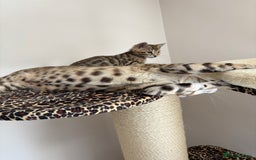 Bengal cats for sale: 😻Tica Best Bengal UK sired Kittens 🏆 🐾 🐱  - Image 33