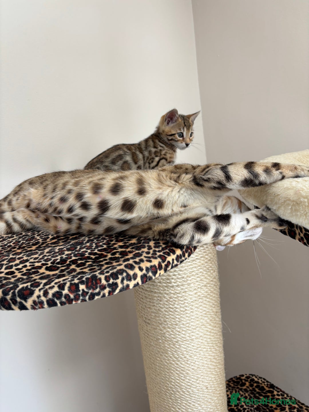 Bengal cats for sale: 😻Tica Best Bengal UK sired Kittens 🏆 🐾 🐱  - Image 33