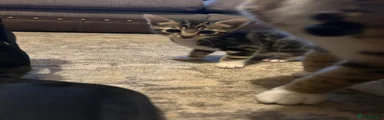 Mixed Breed Kitten 2