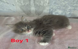 Ragcoon cats for sale: Troublesome two - Image 3