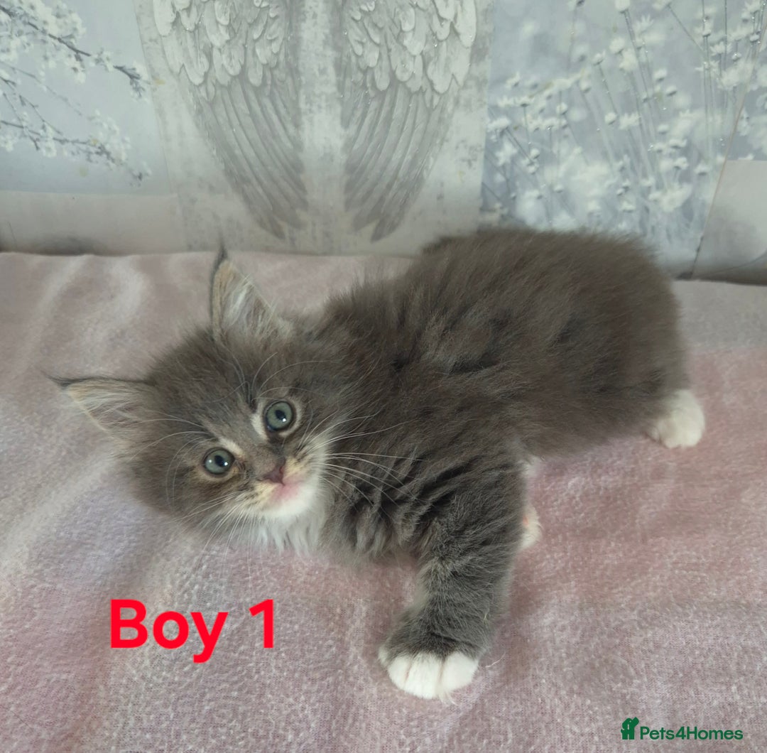 Ragcoon cats for sale: Troublesome two - Image 3