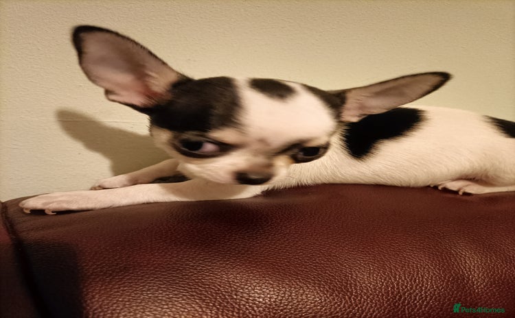 Chihuahua dogs KC Chihuahua puppies  - Advert 18