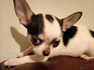 Chihuahua dogs KC Chihuahua puppies - Advert 17