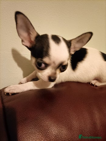 Chihuahua dogs KC Chihuahua puppies - Advert 18