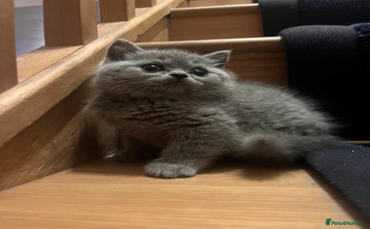 British Shorthair cats - Advert 4