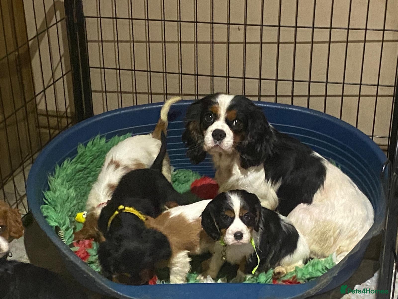 Cavalier King Charles Spaniel dogs Cavalier King Charles  - Advert 7