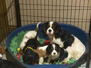 Cavalier King Charles Spaniel dogs Cavalier King Charles - Advert 2