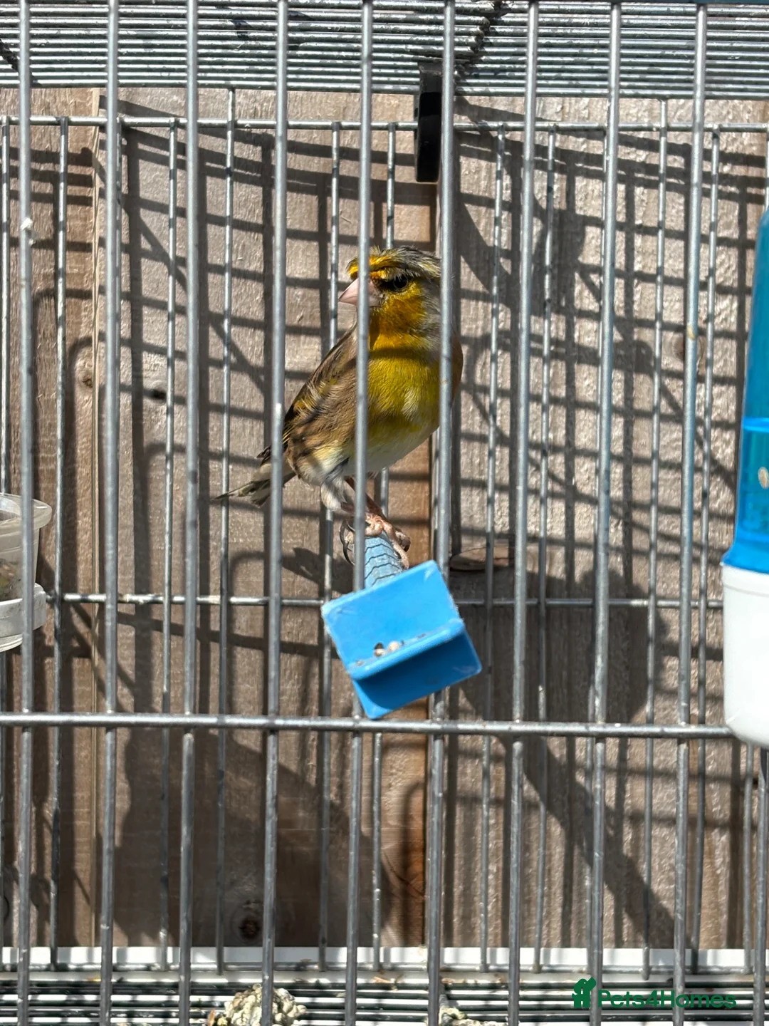 Mixed Breed birds for sale: Mules goldfinches  - Advert 10