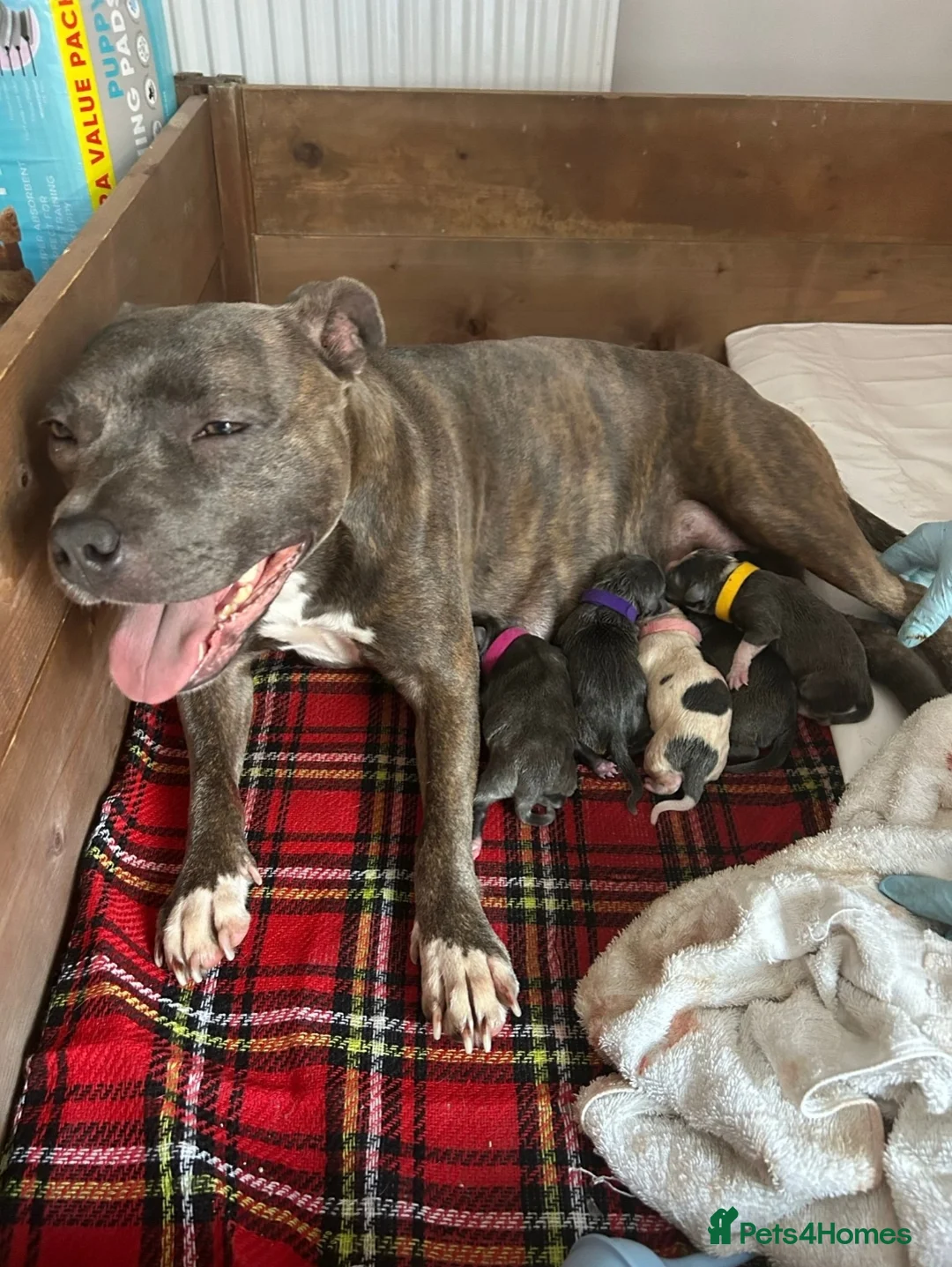 Staffordshire Bull Terrier dogs for stud: 💙 50+ LITTERS PROVEN. BLUE STUD 💙 in Erith - Advert 10