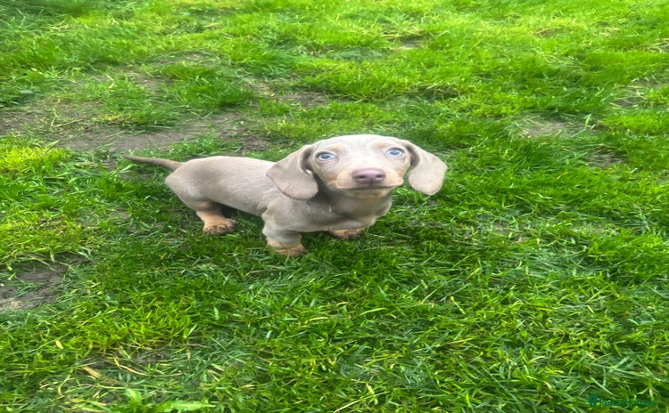 Miniature Dachshund dogs - Advert 9