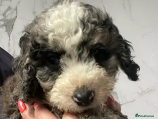 Cockapoo dogs Stunning F1B cockapoo puppies Boys & Girls - Advert 2