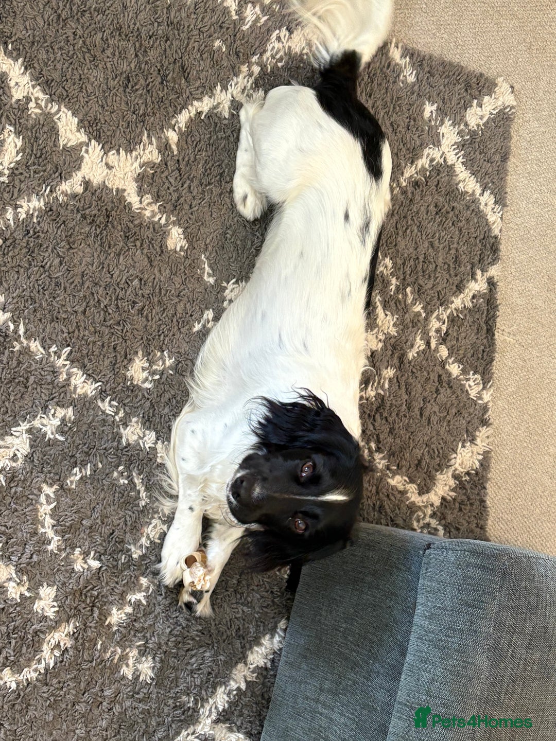 Sprocker dogs for sale: Male sprocker spaniel 11 months  - Image 3