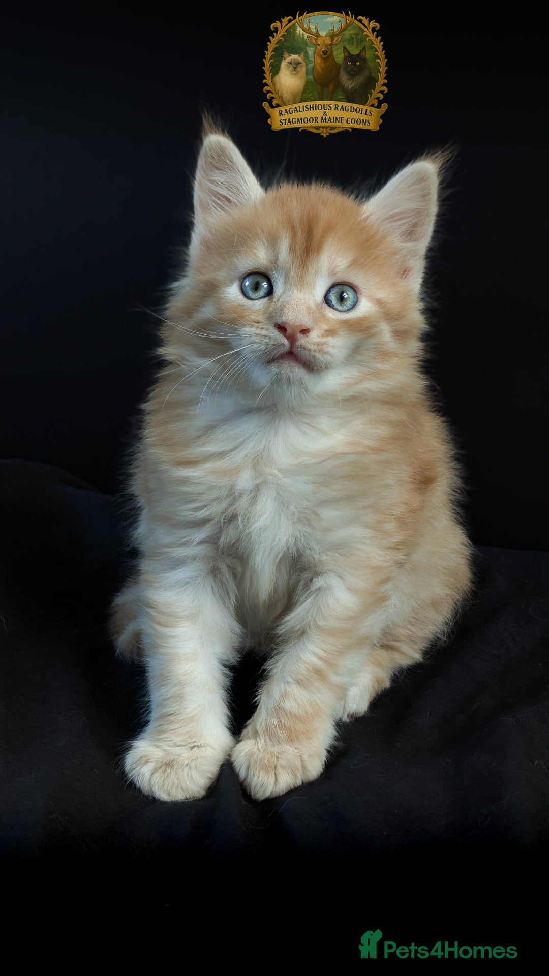 Maine Coon cats for stud: European Championship Carries Shaded GCCF & TICA - Advert 14